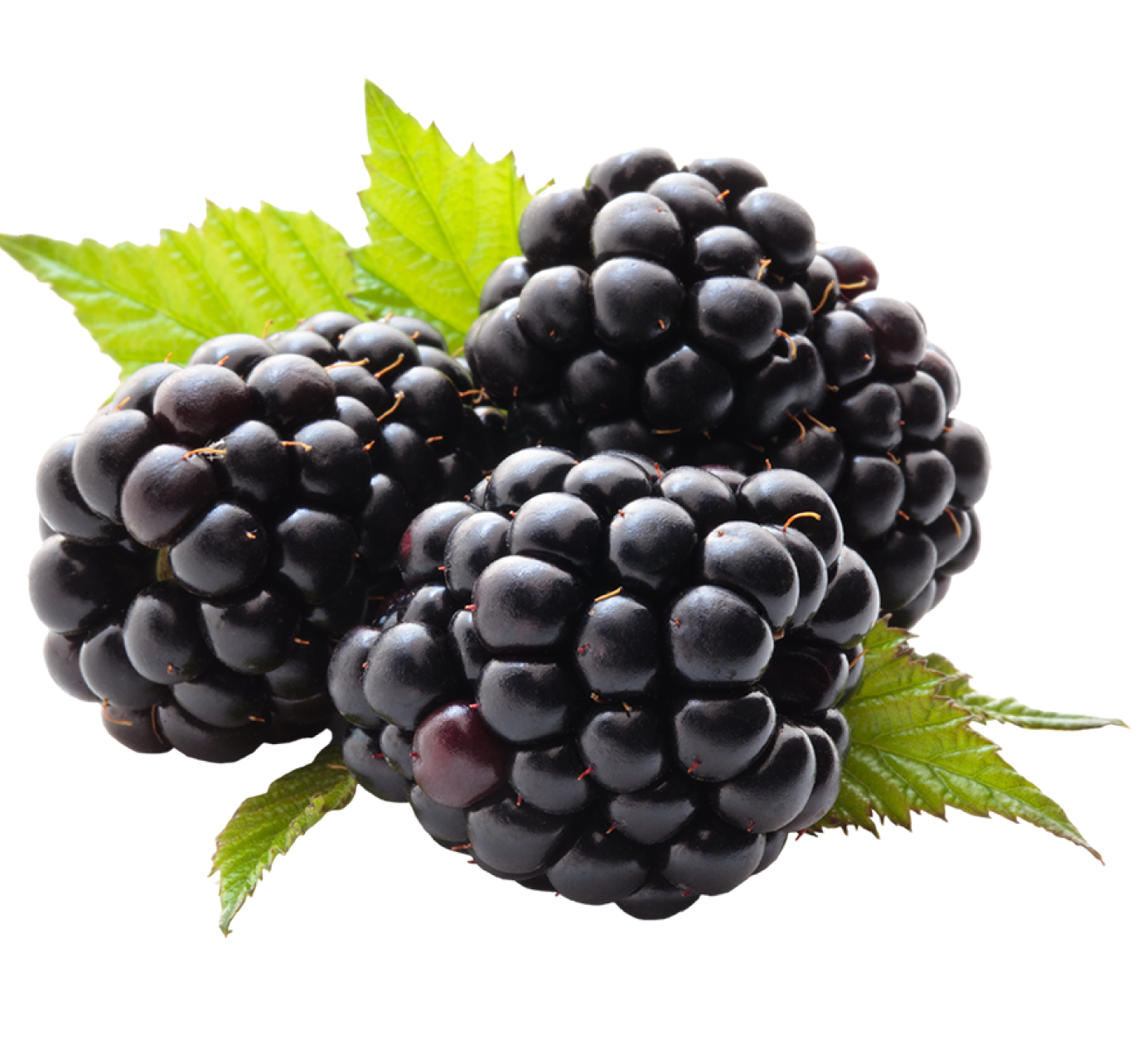 Blackberries